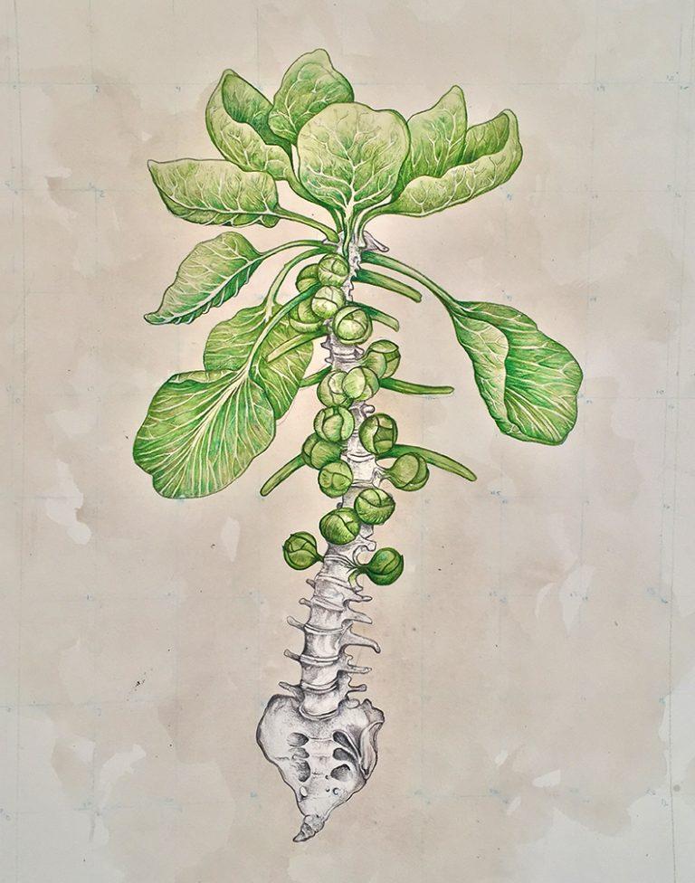 Brassica vertebrae